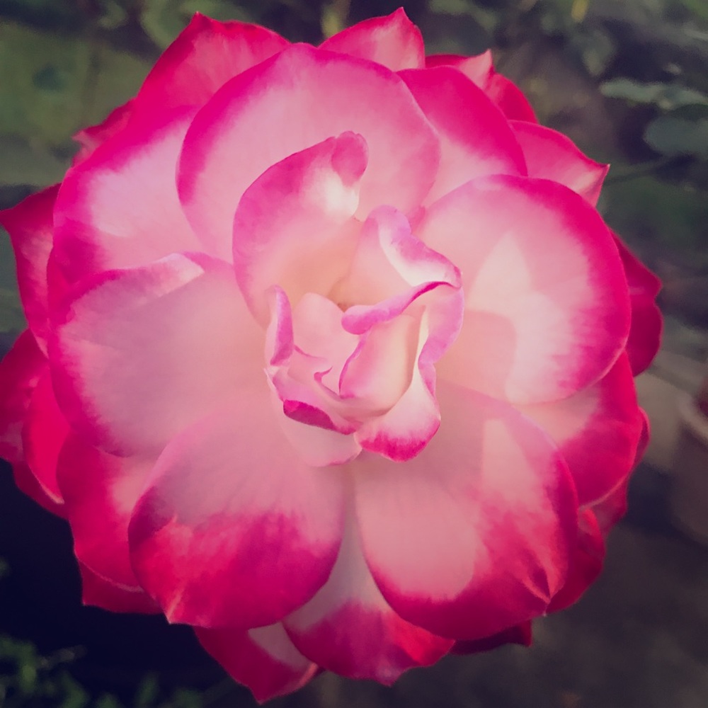 Discounts on Bundles...yes!